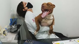 When Your Dog Is A Pro At Vet Visits Funniest Dog Reaction [upl. by Staford46]