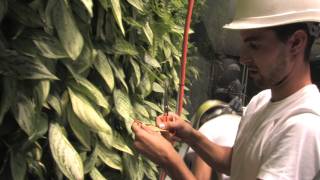 Jardines verticales y Ecosistemas Verticales Documental completo [upl. by Morey]