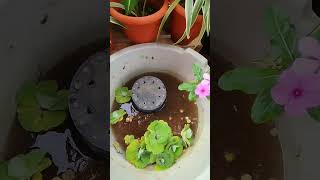 Water lettuce care and maintenancegardeningfishviralvideofaizafrem [upl. by Neona]