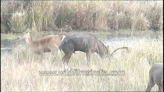 Swamp deer have a mating rendezvous  rare sight of a rare species [upl. by Aneehsal644]