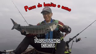 PESCA DE CABALLAS Y MONOS  PLAYA BLANCA iquique [upl. by Itaws]