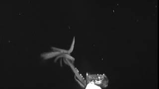 Here Be Monsters Giant Squid Sighting in Americas Backyard [upl. by Anuat]