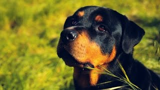 Black Beauty Breed Official Trailer A Rottweiler Documentary [upl. by Wojak]