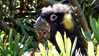 Yellowtailed BlackCockatoos  Calls and Feeding [upl. by Eniahpets]