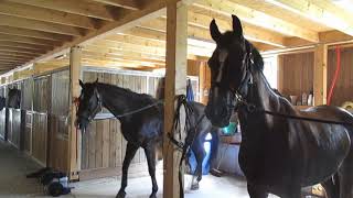 Trail riding in Vielsalm Ardennes 2017 ♥ [upl. by Dewees792]