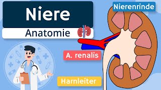 Niere  Aufbau und Funktion einfach erklärt [upl. by Jurdi]