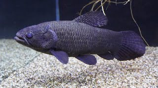 Blind Curupira black wolf fish in monster tank fish room [upl. by Carlie]