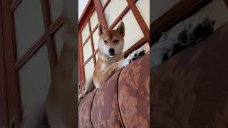 Cãoguiça shibainu shiba cachorro cachorrosdotiktok cachorrosfofos dog cutedogs pets [upl. by Yup909]