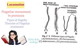 LocomotionFlagellar movement in protozoaTypes of Flagella Theories of Flagellar movt MSc BSc [upl. by Dlonyar]