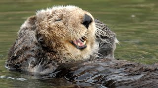 Live Sea Otter Cam  Monterey Bay Aquarium [upl. by Regdirb]