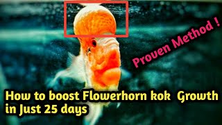 How to boost Humpkok and body growth  Flowerhorn growth in 25days [upl. by Shandra]