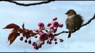 Nature Sounds  Birdsong Sparrows Chirping And Singing In A Tree [upl. by Ordep258]