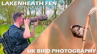 UK Bird Photography at RSPB Lakenheath Fen  Sony A7IV amp Sony FE 200600mm F5663 G OSS [upl. by Heywood847]