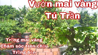 vườn mai vàng tú trần [upl. by Odlonra739]