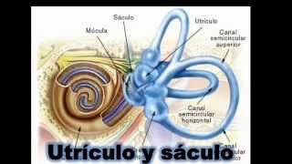 Fisiologia de equilibrio en un minuto [upl. by Annovaj]