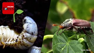 Junikäfer im Garten Schädlinge erkennen und einfach bekämpfen [upl. by Atile]