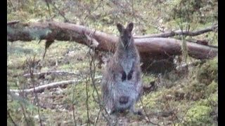 Loch Lomond Wallaby Island Inchconnachan [upl. by Adaner]