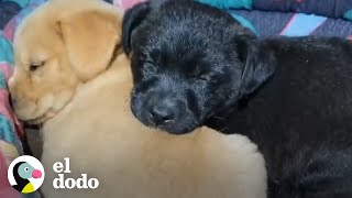 Cachorritos abandonados en la carretera son rescatados  El Dodo [upl. by Adiam886]