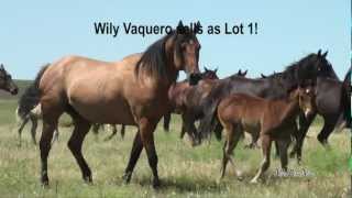 Jamison Quarter Horses 2012 Production Sale [upl. by Nniroc603]