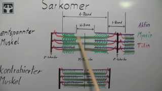 Gleitfilamenttheorie Teil 1 [upl. by Brigitta]