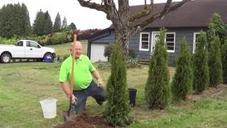 How to Plant a Conifer [upl. by Anneliese]