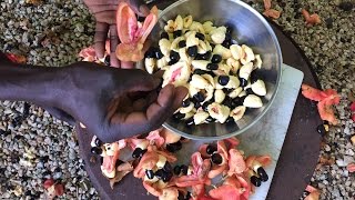 How to Pick Fresh Ackee [upl. by Ginsburg]