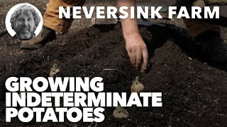 Gardening Basics  Growing Indeterminate Potatoes [upl. by Fax804]