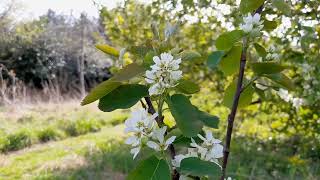 Grootvruchtige krent Amelanchier Martin uitleg [upl. by Ytsihc]