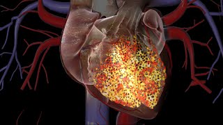 Cardiac Conduction System [upl. by Ecienahs]