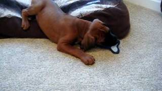 8 WEEK OLD RHODESIAN RIDGEBACK PUPPY PLAYING [upl. by Beach]