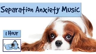 Cure Separation Anxiety in Dogs Stop your Anxious Dog Suffering Resting Frequency Dog Music [upl. by Berny]