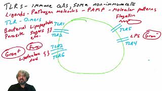 TollLike Receptors TLRs part 2 [upl. by Derwon417]