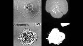 Isotropic and anisotropic spreading of fibroblasts [upl. by Doscher]