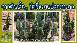 จากต้นเล็กๆ โตขึ้นมาแปลกตามาก opuntia robusta monstrosa  MookCactus [upl. by Ib]