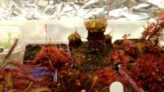 Feeding Medium or Large Sundews  Speeding up the Growth of your Drosera [upl. by Emily444]