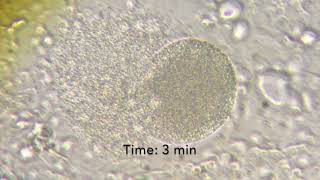 P vivax Merosome Release in Micropatterned Primary Human Hepatocyte Cocultures MPCCs [upl. by Yeltihw]