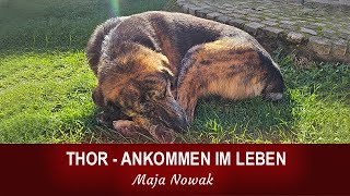 THOR  ANKOMMEN IM LEBEN  von Maja Nowak [upl. by Niasuh]