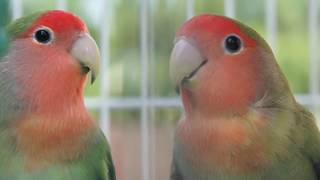 LOVEBIRDS HD [upl. by Lertram]