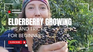 Elderberry growing tips and tricks for beginners  Small space gardening [upl. by Zetnod]