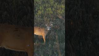 This Broadhead Blew Through THIS BUCK 🦌 [upl. by Schaffel811]