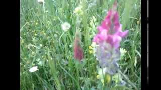 Onobrychis viciifolia Lupinella medicinal plant [upl. by Lupiv]