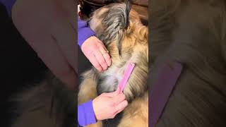 Wicket the Briard  Hairstyle briard grooming fluffydog [upl. by Jezebel]