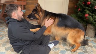 Giant German Shepherd Cries When Reunited With Family Happiest Dogs Ever [upl. by Otreblon466]