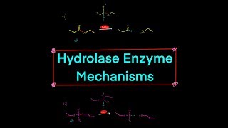 Types of Hydrolase Enzymes w Mechanisms peptidase nuclease lipase glycosylase phosphatase [upl. by Eidorb]