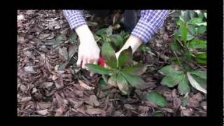 How to Care for Hellebores  Winter Pruning Tips Video [upl. by Elrem741]