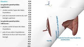 ANATOMIE FMPM GLANDES PARATHORMONES [upl. by Renaxela]