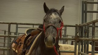 Salem Stampede Championship Rodeo Returns [upl. by Eiramoj]