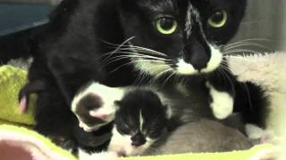 Mama Cat and 2 Day Old Kittens [upl. by Naffets]