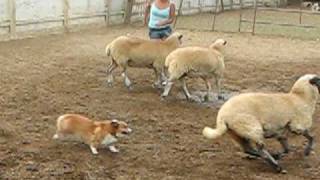 Corgi Sheep Herding [upl. by Martie]