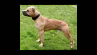 Double Gr Ch Haunch breeding 2023 Mayday dogs [upl. by Siuol]